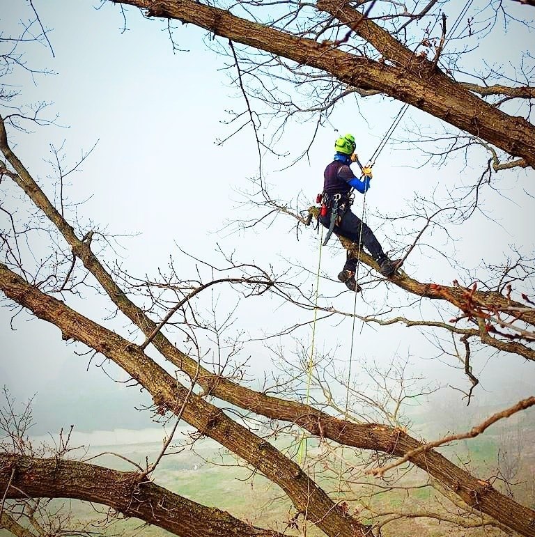 tree-climber-ad-asti